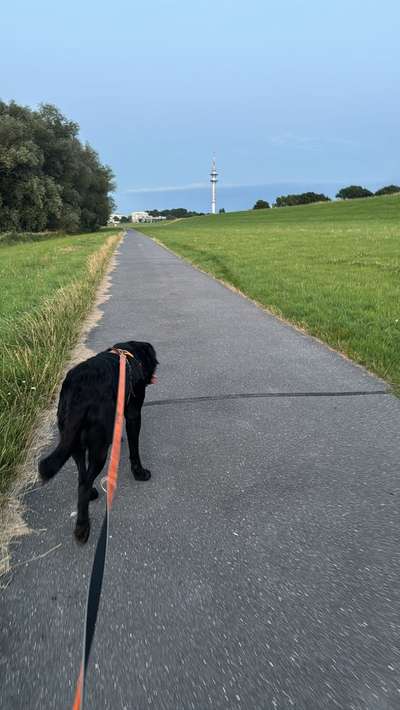 Hundetreffen-Hunde Begegnungen üben-Bild