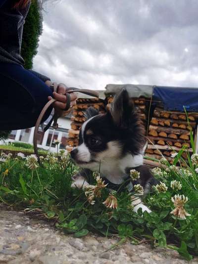 Welpen Bilder !-Beitrag-Bild