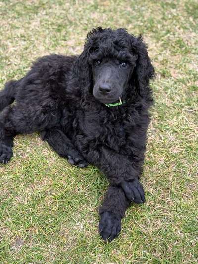 Nicht ganz alltägliche Hundenamen.
Wie kreativ wart ihr?-Beitrag-Bild