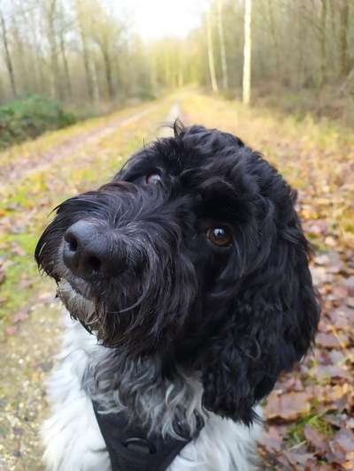 CHALLENGE NR. 19 - Der Hundeblick-Beitrag-Bild