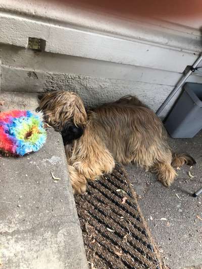 Briard  Freunde gesucht-Beitrag-Bild