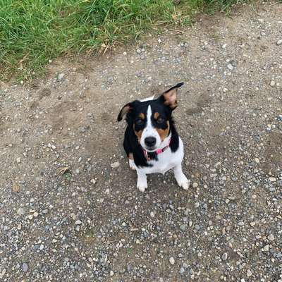 Hundetreffen-Welpen und junghunde-Bild