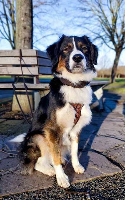 Postet das beste Foto von euren 4 beinern-Beitrag-Bild