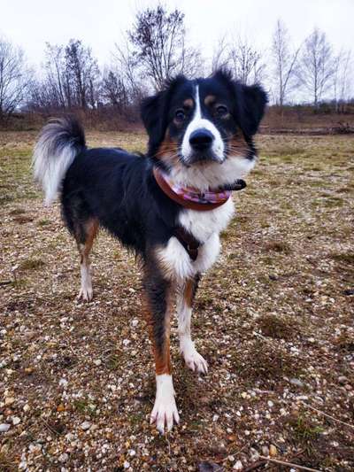 Was denkt ihr, welche Rassen in meinem Hund stecken könnten?-Beitrag-Bild