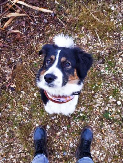 eure Spitznamen für die Vierbeiner-Beitrag-Bild