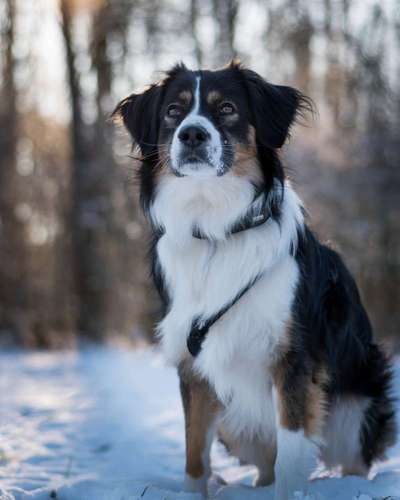 Mischlinge raten - Rätselspaß-Beitrag-Bild