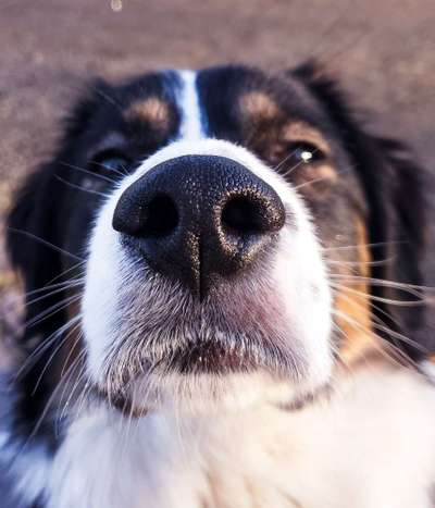 Zeigt mir die tollste Nahaufnahme von eurer Fellnase-Beitrag-Bild