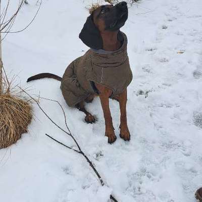 Hundetreffen-Gassitreffen-Bild