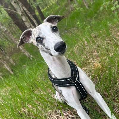Hundetreffen-Whippet- Spielrunde in Sottrum und umzu-Bild