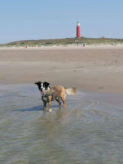 Dogorama-Monats-Challenge-Mai "Wasser"-Beitrag-Bild