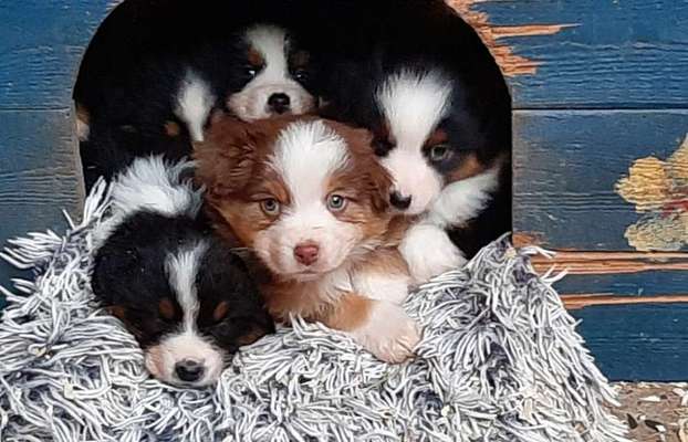 Hundetreffen-Welpentreffen-Bild