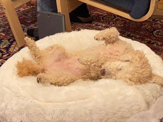 Fotosammlung: ,,Der natürliche Hund" Unbearbeitet, ungestellt und in Natura-Beitrag-Bild