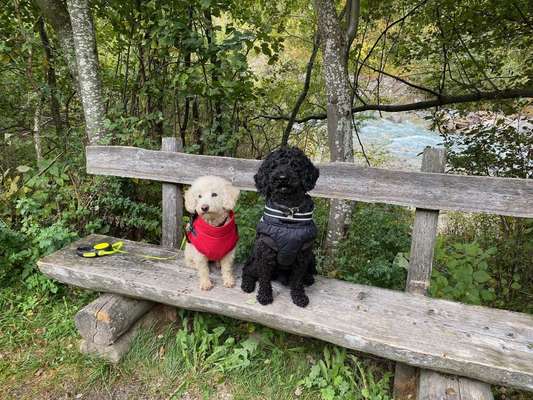 TierschutzhundeStammtisch🐕-Beitrag-Bild