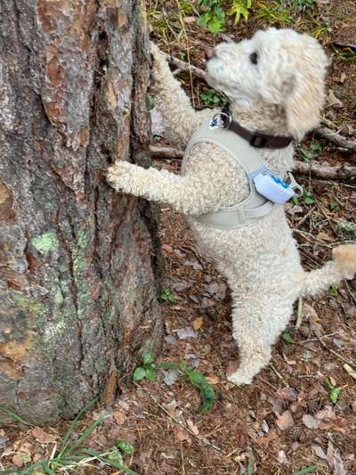 Welche Rasse ist es ?-Beitrag-Bild