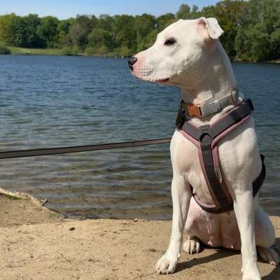 Hundetreffen-Spielpartner gesucht-Bild
