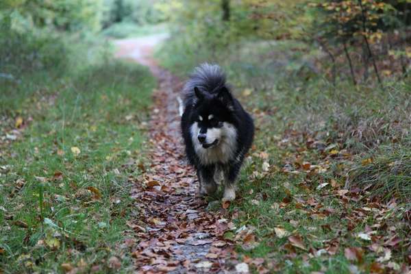 Finnischer Lapphund-Beitrag-Bild