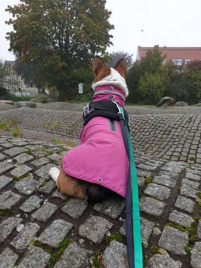 Dogorama Photo Challenge - Gassipause-Beitrag-Bild