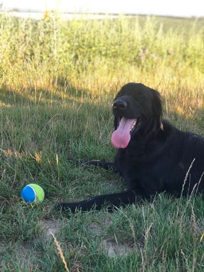 Seltene Rassen!-Beitrag-Bild