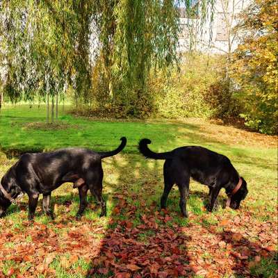 Hundetreffen-Gassirunde & Spieltreffen-Bild