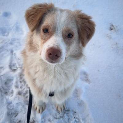 Hundetreffen-Lernspiel für stürmischen Junghund-Bild