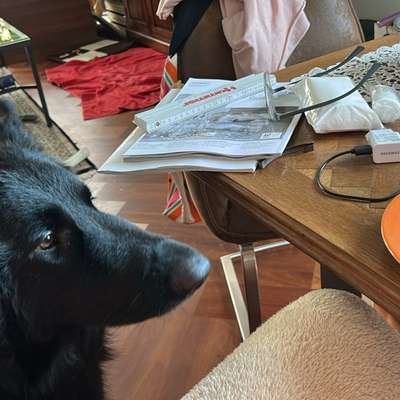 Schäferhund-Beitrag-Bild