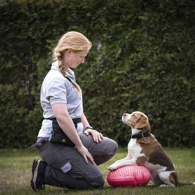 Giftköder-Hundetraining/ Therapie/ Sport-Bild