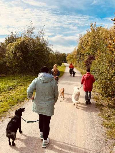 Giftköder-Leinengeführter Social Walk-Bild