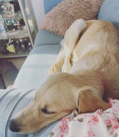 Wo sind die Golden Retriever Liebhaber?-Beitrag-Bild