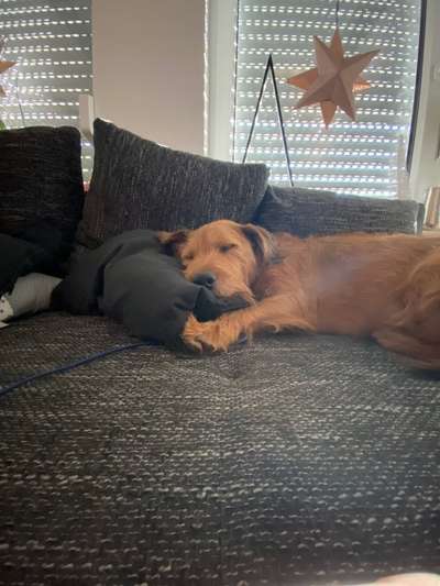 Mischlingshunde Foto Aufruf-Beitrag-Bild