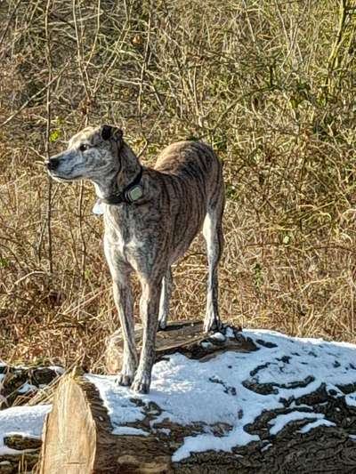 Profifoto Challenge No1 Winter, Schnee-Beitrag-Bild