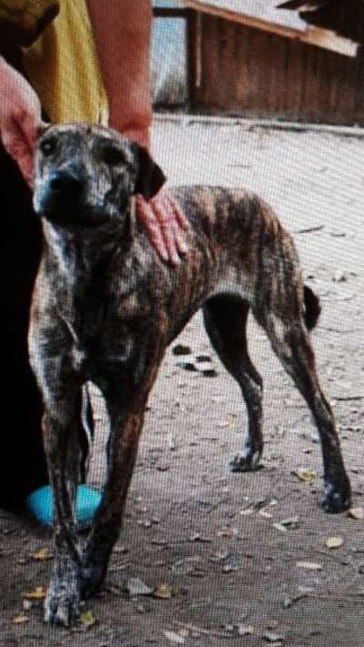 Auslandstierschutz-Beitrag-Bild