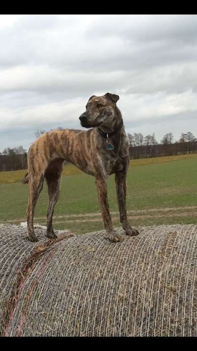 Mischlinge raten - Rätselspaß-Beitrag-Bild