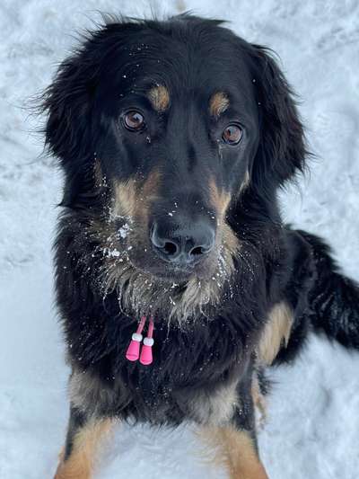 Hovawart-Beitrag-Bild