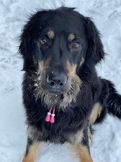 Hovawart-Beitrag-Bild