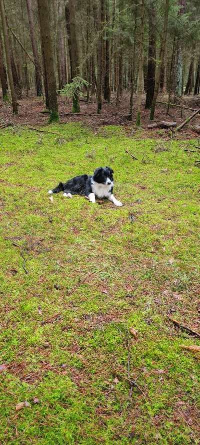 Wo sind die Aussies??-Beitrag-Bild