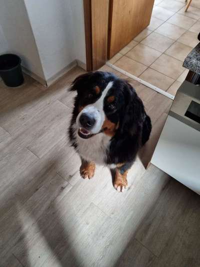 Berner Sennen-Beitrag-Bild