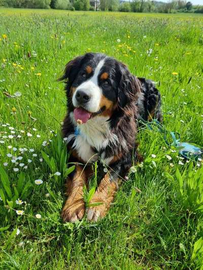 Berner Sennen-Beitrag-Bild