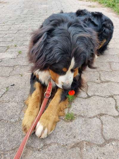 Berner Sennen-Beitrag-Bild