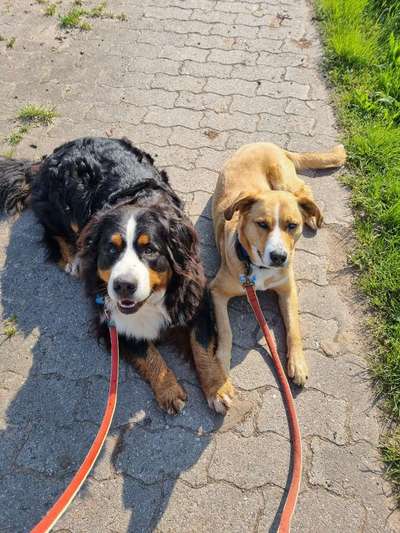 Berner Sennen-Beitrag-Bild