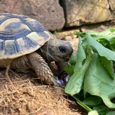 Hundetreffen-Vermisste Schildkrötchen!-Bild