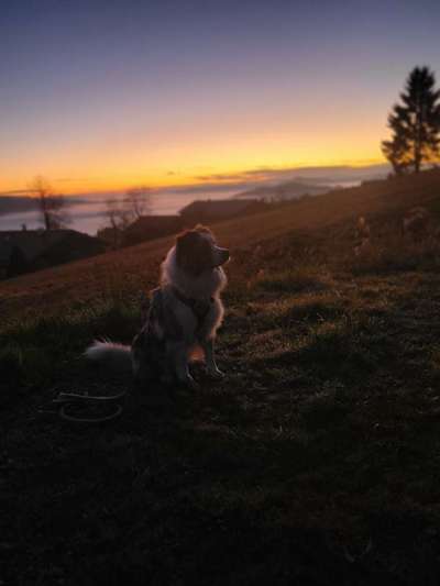 Hundetreffen-Hundebegegung, Spaziergänge, Spielen-Bild