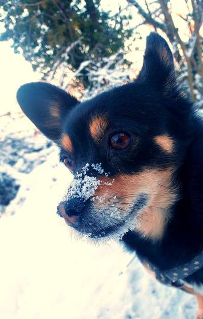 Zeigt die schönsten Schneebilder von eurer Fellnase ❄️-Beitrag-Bild