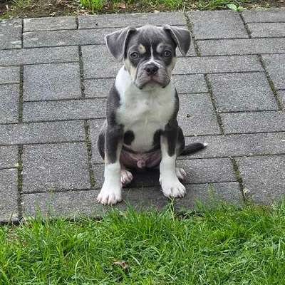 Hundetreffen-Welpentreff-Bild