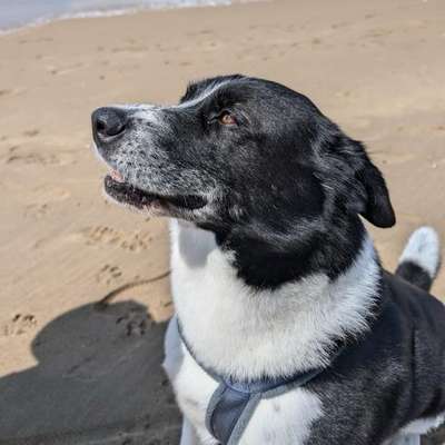 Hundetreffen-Hundefreunde für Stany gesucht-Bild