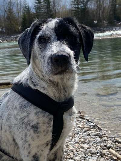 Dogorama-Monats-Challenge-Mai "Wasser"-Beitrag-Bild