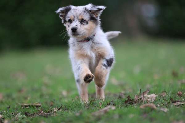 Hundetreffen-Spielpartner für Junghunde-Bild