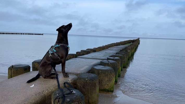 Dogorama Photo Challenge - Tierischer Urlaub-Beitrag-Bild