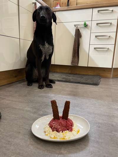 Fotochallenge Guten Appetit! Dein Hund beim futtern-Beitrag-Bild