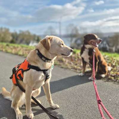 Hundetreffen-Gassi ☀️🐾🐾-Bild