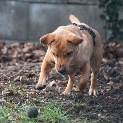 Hundetreffen-Jamie sucht Kumpel-Bild